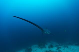 Thresher Sharks from Malapascua