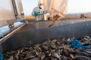 Fischsterben am Kleinen Jasmunder BoddenDas Technische Hilfswerk (THW) und weitere Helfer:innen sammeln tote Fische im "Kleinen Jasmunder Bodden" bei Lietzow ein. Greenpeace ist mit einem Team aufgebrochen, um das vor wenigen Tagen entdeckte Fischsterben auf Rügen zu untersuchen.