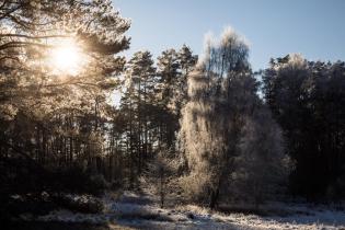 Laubwald"Heilige Hallen" im Winter in Mecklenburg-Vorpommern.