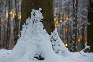 Laubwald "Heilige Hallen" im Winter in Mecklenburg-Vorpommern