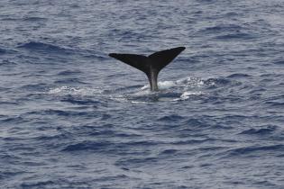 Sperm Whale in Israel