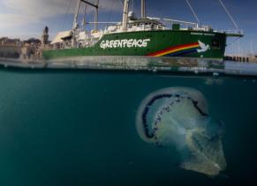 Eine Qualle in der Nähe der Rainbow Warrior vor Triest in der italienischen Adria. 