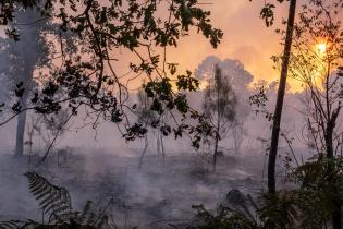 Climate Emergency in France: Forest Fires in Gironde