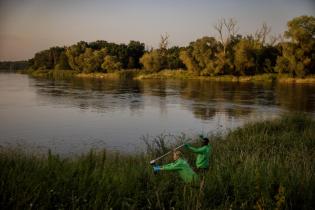 Fish Kill in the River Oder - Investigation