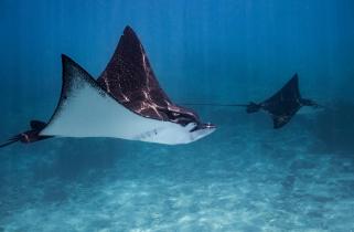 Eagle Rays near Scott Reef, Western Australia