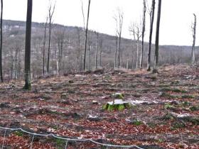 Einschlag im Spessart