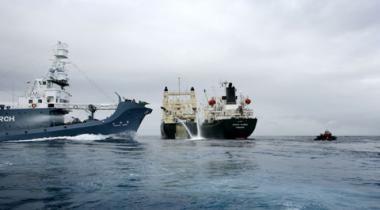 Nisshin Maru und Oriental Bluebird