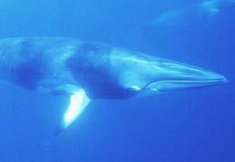 Minke whale