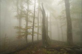 Europas wilde Wälder