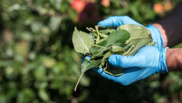 Ein Greenpeace-Aktivist trägt eine Handvoll Apfelblätter mit blauen Handschuhen durch eine Apfelplantage.