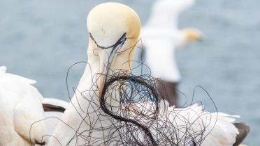 Basstölpel in seinem Nest aus Plastikmüll