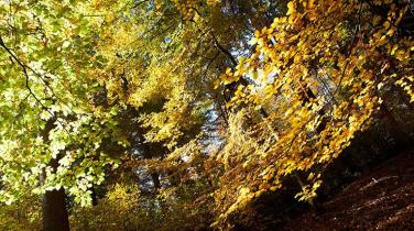 Greenpeace Waldcamp im Spessart