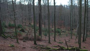 Buchenwaldzerstörung im Spessart