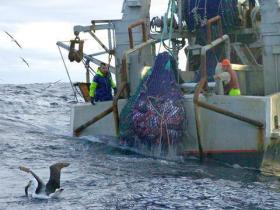 fishery Tasman Sea