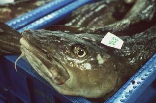 fish auction Denmark