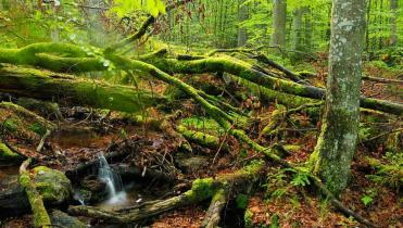 Ansicht einer Waldlandschaft. Kreuz und quer liegen bemoost Baumstämme auf dem Boden, der mit braunem Laub bedeckt ist. Rechts im Vordergrund ist ein noch stehender Baum zu sehen, links ein winziger Wasserfall, der aus einem Tümpel entspringt.