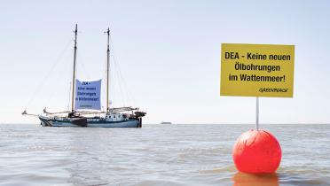 Beluga mit Schwimmbanner im Wattenmeer