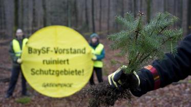 Greenpeace-Aktivisten ersetzen Douglasien durch Buchensetzlinge im April 2012