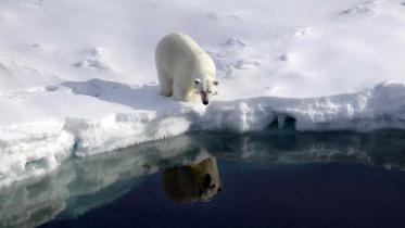 Eisbär in Grönland im Dezember 2009