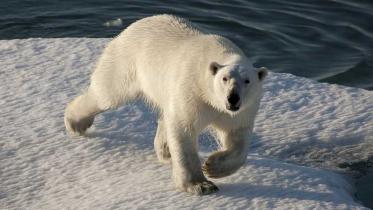 Eisbär auf Treibschollen im nördlichen Grönland. August 2009