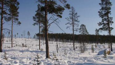 Urwaldzerstörung in Lappland. November 2005