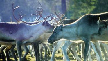 Rentiere in Lappland