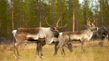 Rentiere im Peurakaira Urwald in Nord-Finnland im Oktober 2009