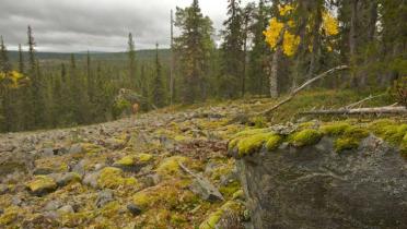 Ahmantunturi-Urwald in Nordfinnland, Lappland im Oktober 2009