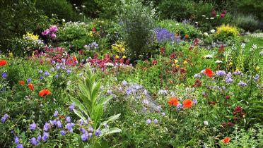 Garten mit blühenden Pflanzen