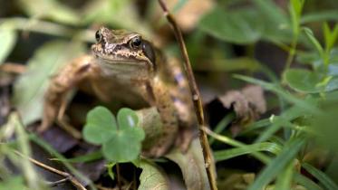 Ein Laubfrosch auf dem Waldboden im Göttinger Buchenwald, Oktober 2012