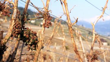 Zerstörter Weinberg nach Hagel