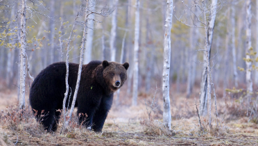 Braunbär in einem Birkenwald in Lappland