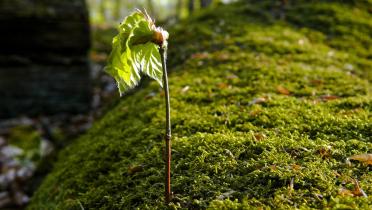 Greenpeace fordert einen Nationalpark zum Schutz der Natur im Spessart.