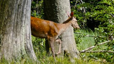 Rothirsch im Spessart