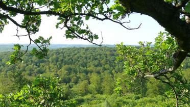 Alte Eiche vor Buchenwald