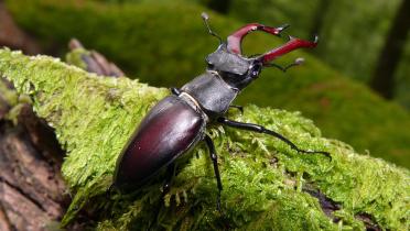 Greenpeace-Infostand zum Nationalpark im Spessart.