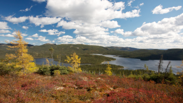 Das Waldgebiet White Mountains in Quebec, Kanada