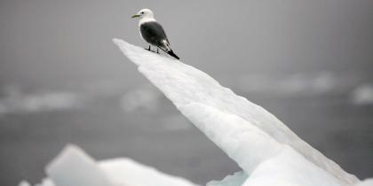 Vogel auf Eisscholle, Tschuktschensee