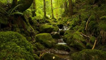 Ein Bach im Schwarzwald, 25.08.2012