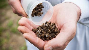 Imker zeigt tote Bienen