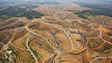 Gerodete Regenwaldfläche in Kalimantan, Indonesien