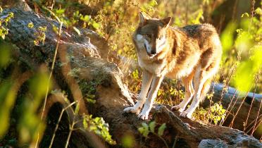 Im Unterholz eines Waldes steht ein Wolf.