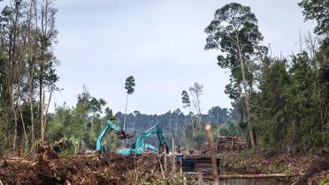 Abholzung in Indonesien