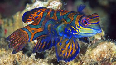 Great Barrier Reef: Kinderstube und Rückzugsort zahlreicher Arten