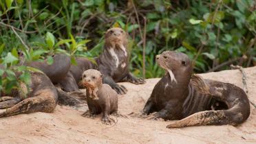 Fischotterfamilie