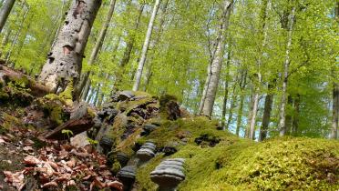 Greenpeace fordert einen Nationalpark zum Schutz der Wälder im Spessart.