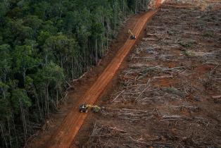 Waldzerstörung in Indonesien