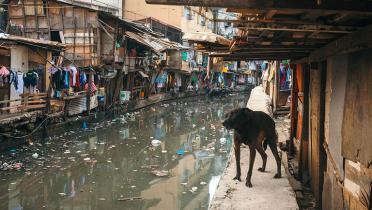 Hund an plastikgefüllten Kanal