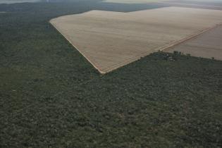 Landwirtschaftliche Fläche, wo vorher Regenwald war