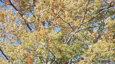 Hessischer Kellerwald im Herbst im Oktober 1999